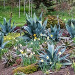Αγαύη φιλίφερα (Agave filifera) - Αγαύες Παχύφυτα