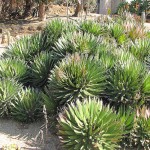 Αγαύη φιλίφερα (Agave filifera) - Αγαύες Παχύφυτα
