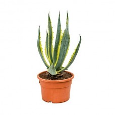 Αγαύη Πανασέ-Αθάνατος (Agave americana 'Variegata')