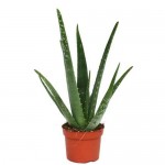 Αλόη η γνήσια ή Φαρμακευτική Αλόη (Aloe vera)