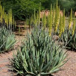 Αλόη η γνήσια ή Φαρμακευτική Αλόη (Aloe vera)