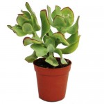 Κρασούλα δενδρώδης (Crassula arborescens) | Κρασούλες 
