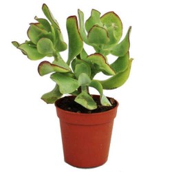 Κρασούλα δενδρώδης (Crassula arborescens) | Κρασούλες 