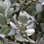 Κρασούλα δενδρώδης (Crassula arborescens) | Κρασούλες 