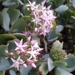 Κρασούλα δενδρώδης (Crassula arborescens) | Κρασούλες 