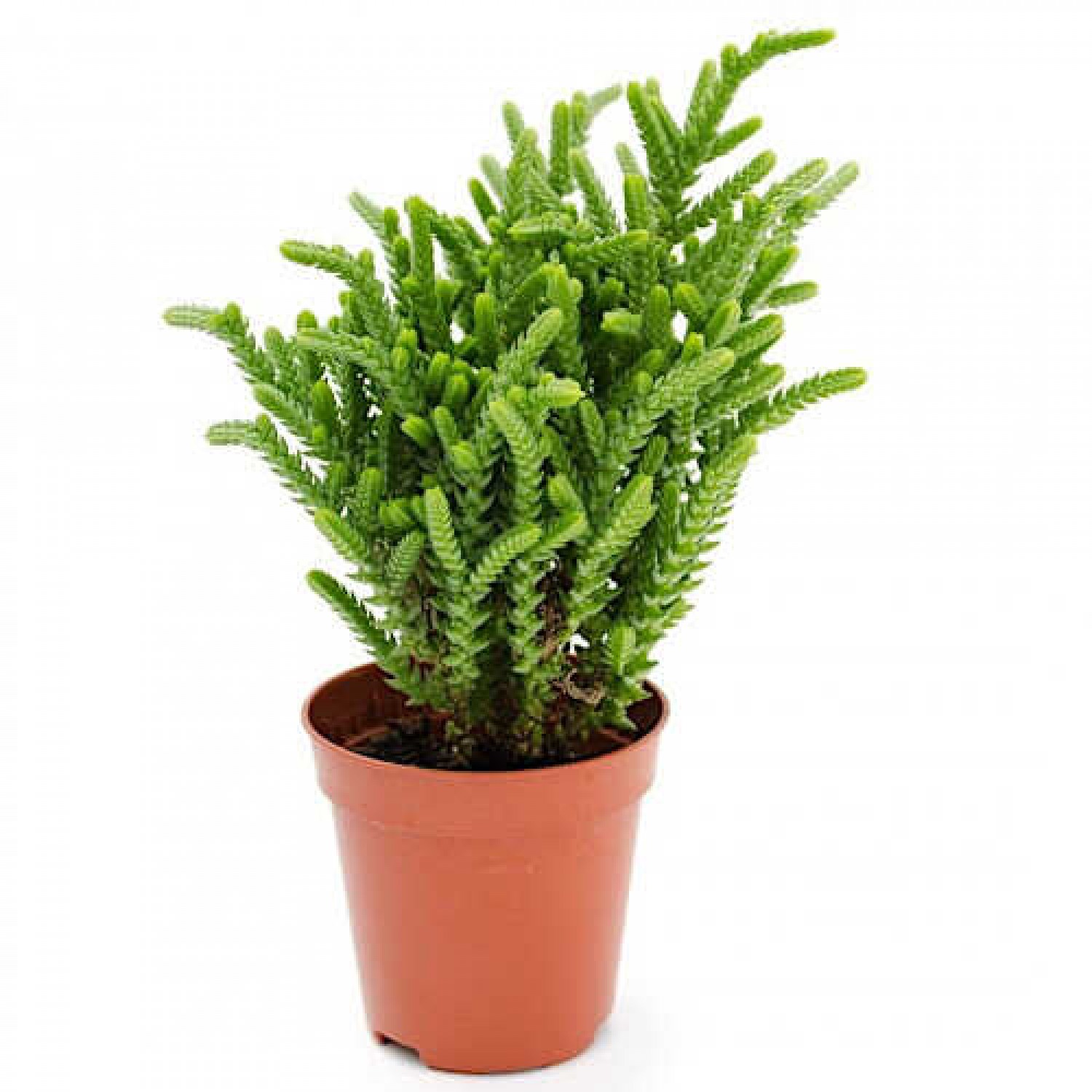 Κράσουλα η βρυώδης (Crassula muscosa) | Κρασούλες 