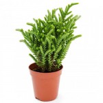 Κράσουλα η βρυώδης (Crassula muscosa) | Κρασούλες 