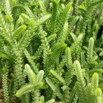 Κράσουλα η βρυώδης (Crassula muscosa) | Κρασούλες 