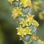 Κράσουλα η βρυώδης (Crassula muscosa) | Κρασούλες 