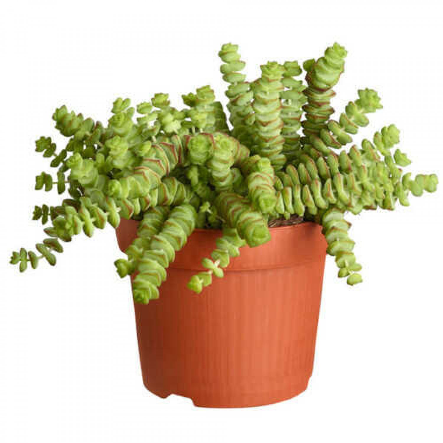 Κράσουλα Χότεντοτ (Crassula 'Hottentot') | Κρασούλες 