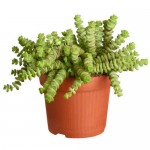 Κράσουλα Χότεντοτ (Crassula 'Hottentot') | Κρασούλες 
