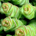 Κράσουλα Χότεντοτ (Crassula 'Hottentot') | Κρασούλες 
