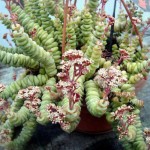 Κράσουλα Χότεντοτ (Crassula 'Hottentot') | Κρασούλες 