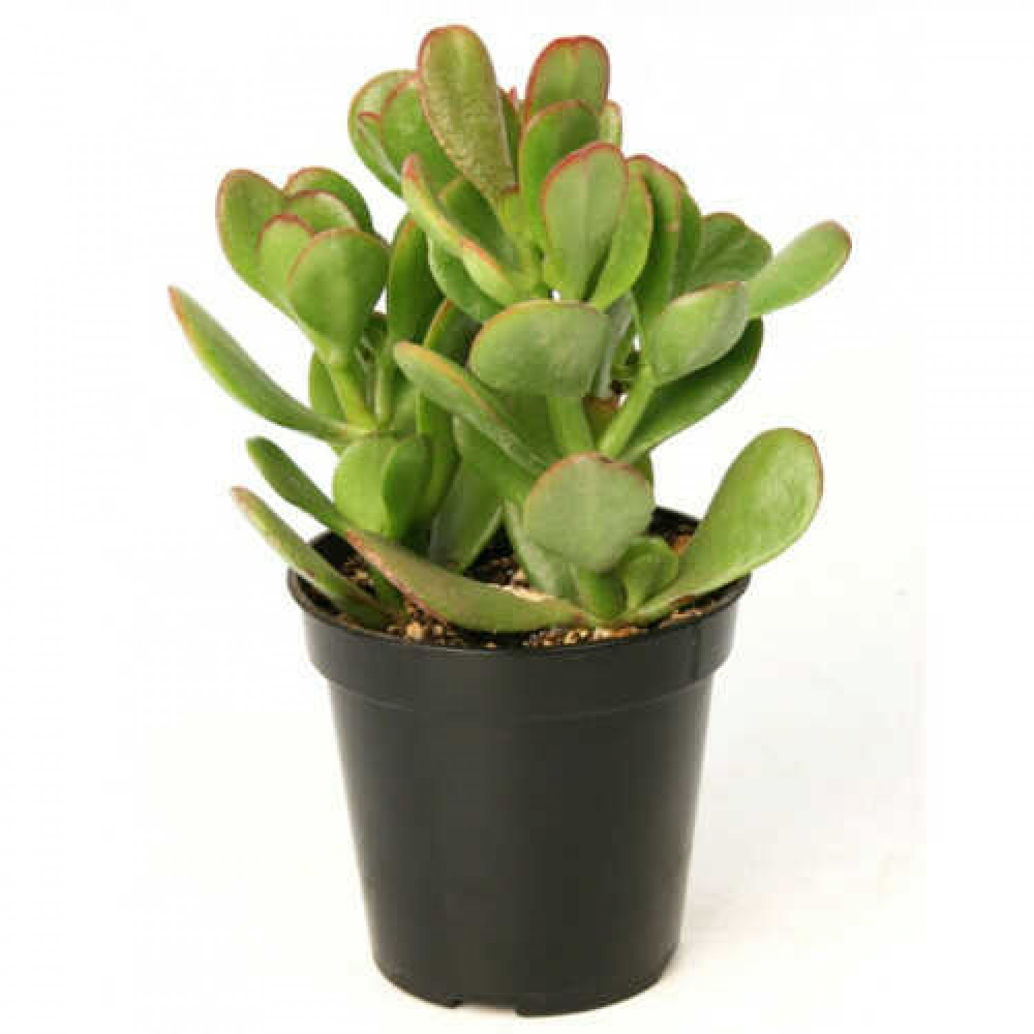 Κράσουλα η ωοειδής (Crassula ovata) | Κρασούλες 