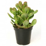 Κράσουλα η ωοειδής (Crassula ovata) | Κρασούλες 