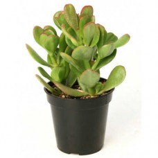 Κράσουλα η ωοειδής (Crassula ovata) | Κρασούλες 