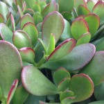 Κράσουλα η ωοειδής (Crassula ovata) | Κρασούλες 