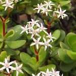 Κράσουλα η ωοειδής (Crassula ovata) | Κρασούλες 