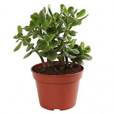 Κράσουλα ωοειδής Ελάσσων (Crassula ovata Minor) - Κρασούλες