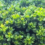 Miniature Jade Plant (Crassula ovata 'Minor') - Succulent