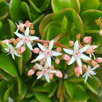 Miniature Jade Plant (Crassula ovata 'Minor') - Succulent