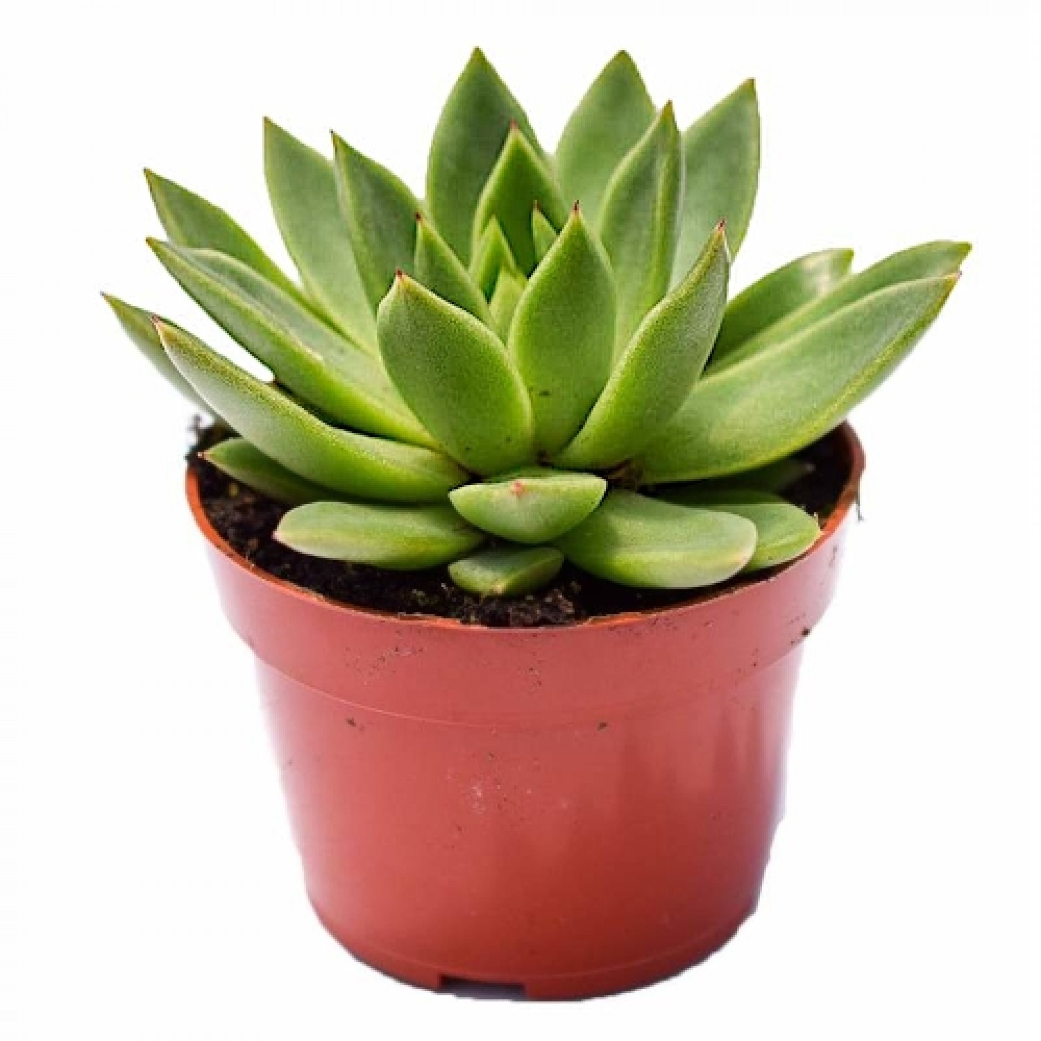 Molded Wax Agave (Echeveria agavoides) Succulent | Indoor Plants, Rock Garden Plants Molded Wax Agaves (Echeveria agavoides) Succulents