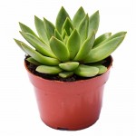 Molded Wax Agave (Echeveria agavoides) Succulent | Indoor Plants, Rock Garden Plants Molded Wax Agaves (Echeveria agavoides) Succulents
