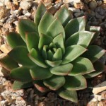 Molded Wax Agave (Echeveria agavoides) Succulent | Indoor Plants, Rock Garden Plants Molded Wax Agaves (Echeveria agavoides) Succulents