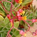 Molded Wax Agave (Echeveria agavoides) Succulent | Indoor Plants, Rock Garden Plants Molded Wax Agaves (Echeveria agavoides) Succulents