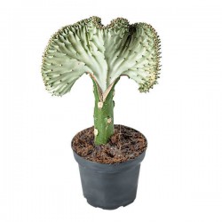 Ευφορβία Εμβολιασμένη Λευκή-Euphorbia lactea 'Cristata'
