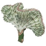Euphorbia lactea f. cristata 'White Ghost' Succulent
