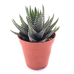 Κάκτος Ζέβρα ή Χαβόρθια Αττενουάτα-Haworthia attenuata