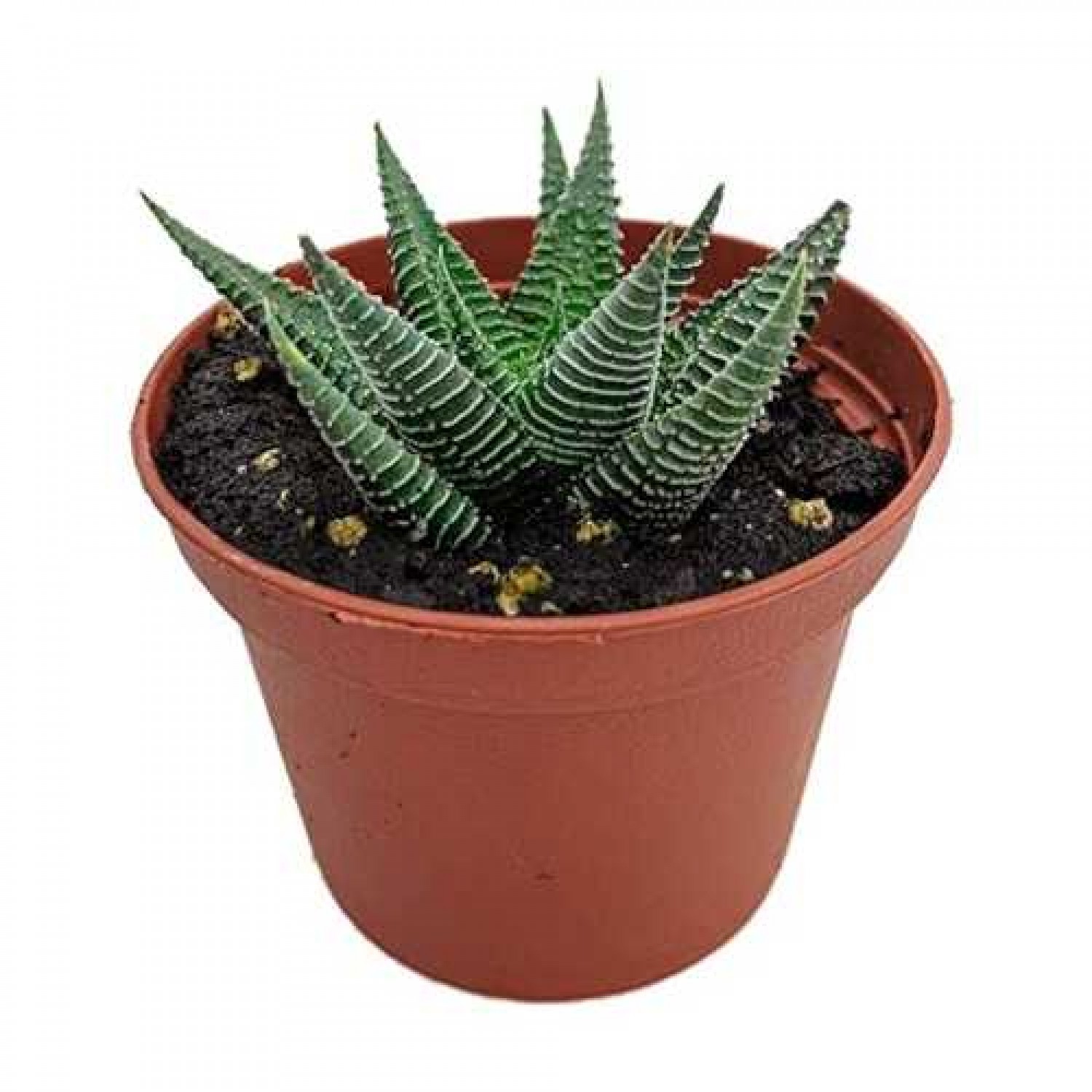 File Leafed Haworthia (Haworthia limifolia) Succulent