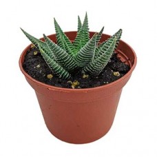 Χαβόρθια Λιμιφόλια Παχύφυτο (Haworthia limifolia)