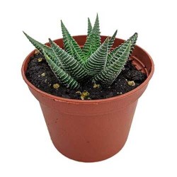 Χαβόρθια Λιμιφόλια Παχύφυτο (Haworthia limifolia)