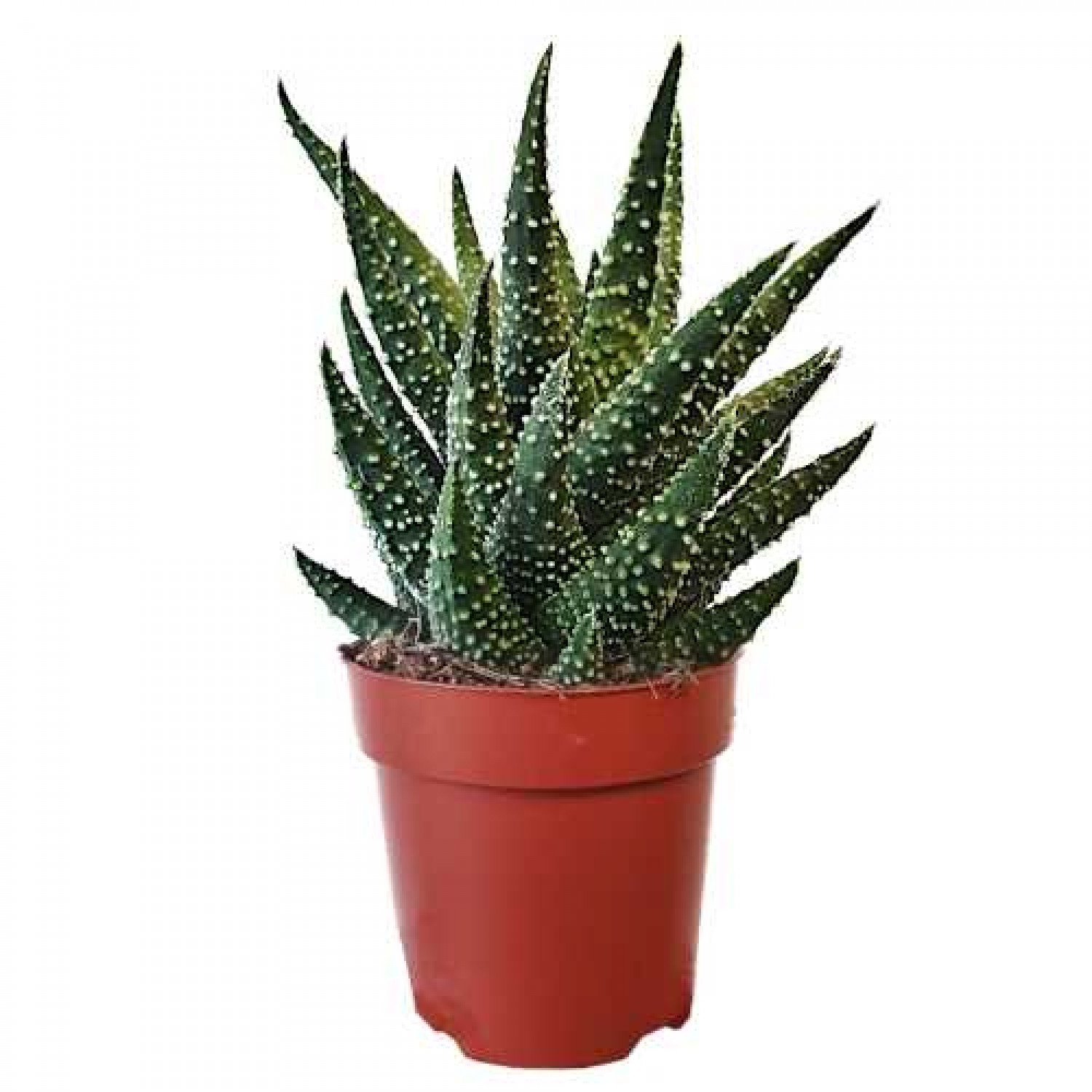 Pearl Plant (Haworthia pumila - syn. Tulista pumila)