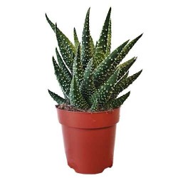 Χαβόρθια Πούμιλα Παχύφυτο (Haworthia pumila)