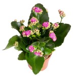 Καλαγχόη Καλαντίβα-Kalanchoe blossfeldiana 'Calandiva'