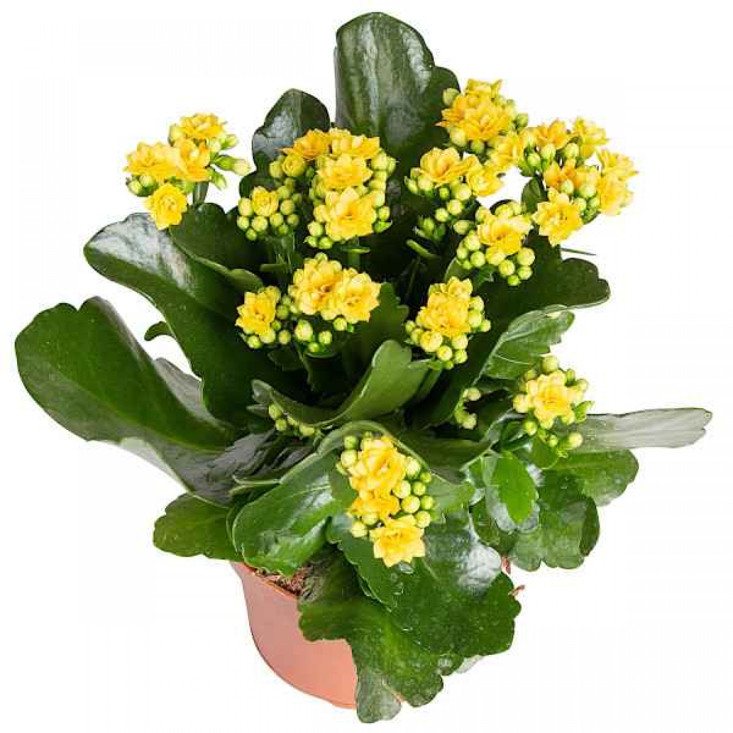 Καλαγχόη Καλαντίβα-Kalanchoe blossfeldiana 'Calandiva'