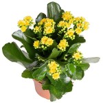 Καλαγχόη Καλαντίβα-Kalanchoe blossfeldiana 'Calandiva'