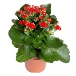 Καλαγχόη Καλαντίβα-Kalanchoe blossfeldiana 'Calandiva'