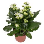 Καλαγχόη Καλαντίβα-Kalanchoe blossfeldiana 'Calandiva'