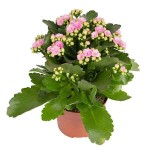Καλαγχόη Καλαντίβα-Kalanchoe blossfeldiana 'Calandiva'