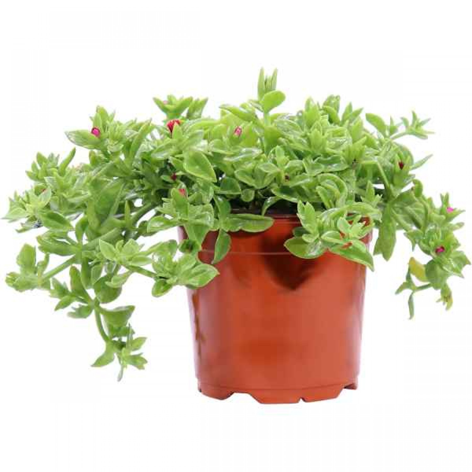 Baby Sun Rose (Aptenia cordifolia-syn. Mesembryanthemum cordifolium) Succulent Plant - Succulents