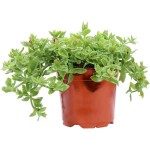 Baby Sun Rose (Aptenia cordifolia-syn. Mesembryanthemum cordifolium) Succulent Plant - Succulents