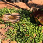 Baby Sun Rose (Aptenia cordifolia-syn. Mesembryanthemum cordifolium) Succulent Plant - Succulents