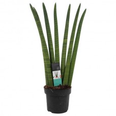 Σανσεβιέρια κυλινδρόφυλλη 'Straight' (Sansevieria cylindrica)