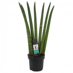 Σανσεβιέρια κυλινδρόφυλλη 'Straight' (Sansevieria cylindrica)