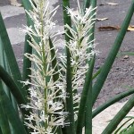 Σανσεβιέρια κυλινδρόφυλλη 'Straight' (Sansevieria cylindrica)