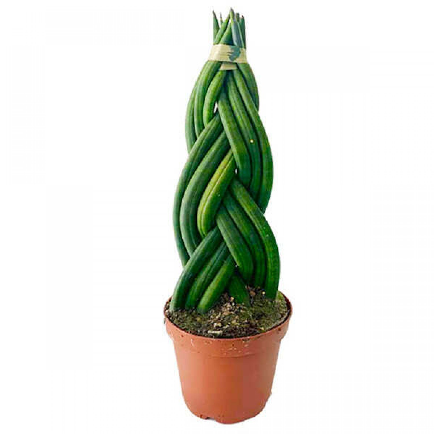 Σανσεβιέρια κυλινδρόφυλλη Πλεγμένη (Sansevieria cylindrica)